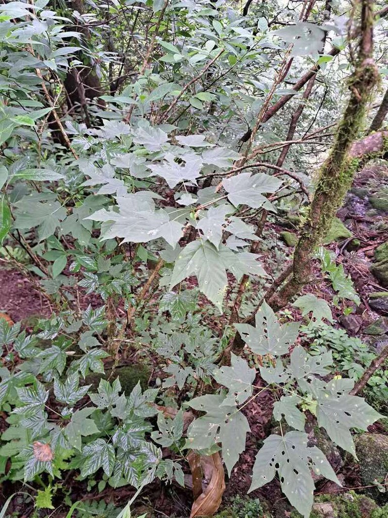 Acer sinopurpurascens photo 4