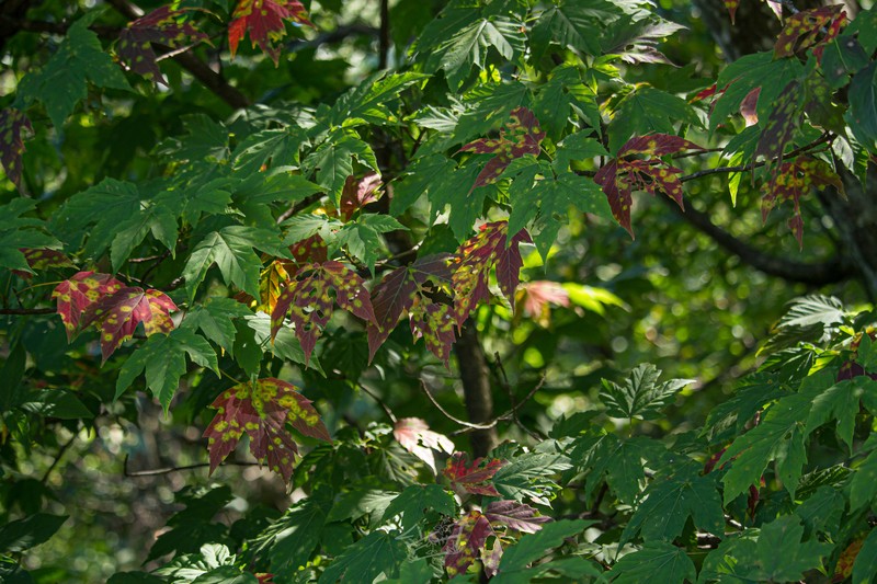 Acer sinopurpurascens photo 7