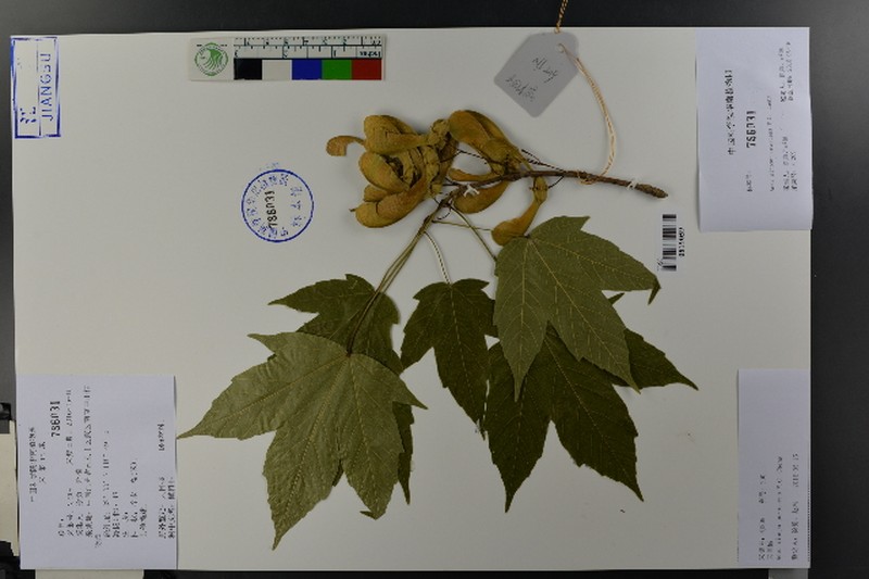 Acer sinopurpurascens photo 8