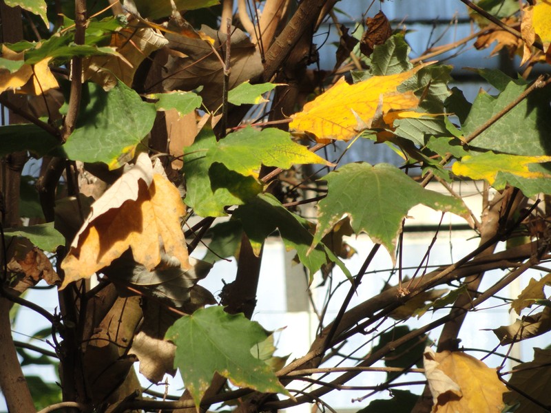 Acer skutchii