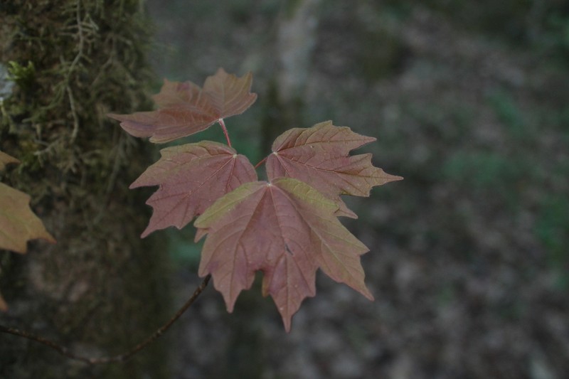 Acer skutchii photo 2