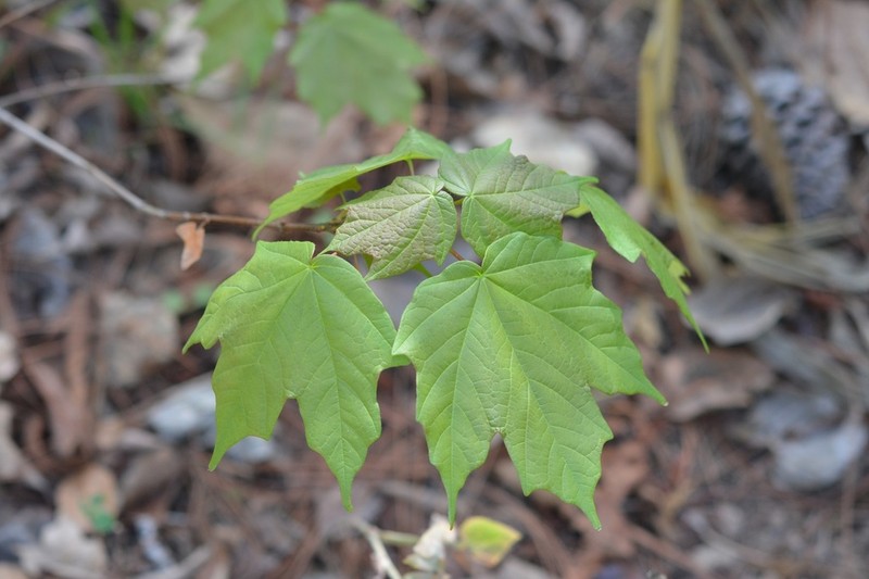 Acer skutchii photo 3