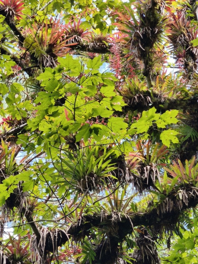 Acer skutchii photo 4