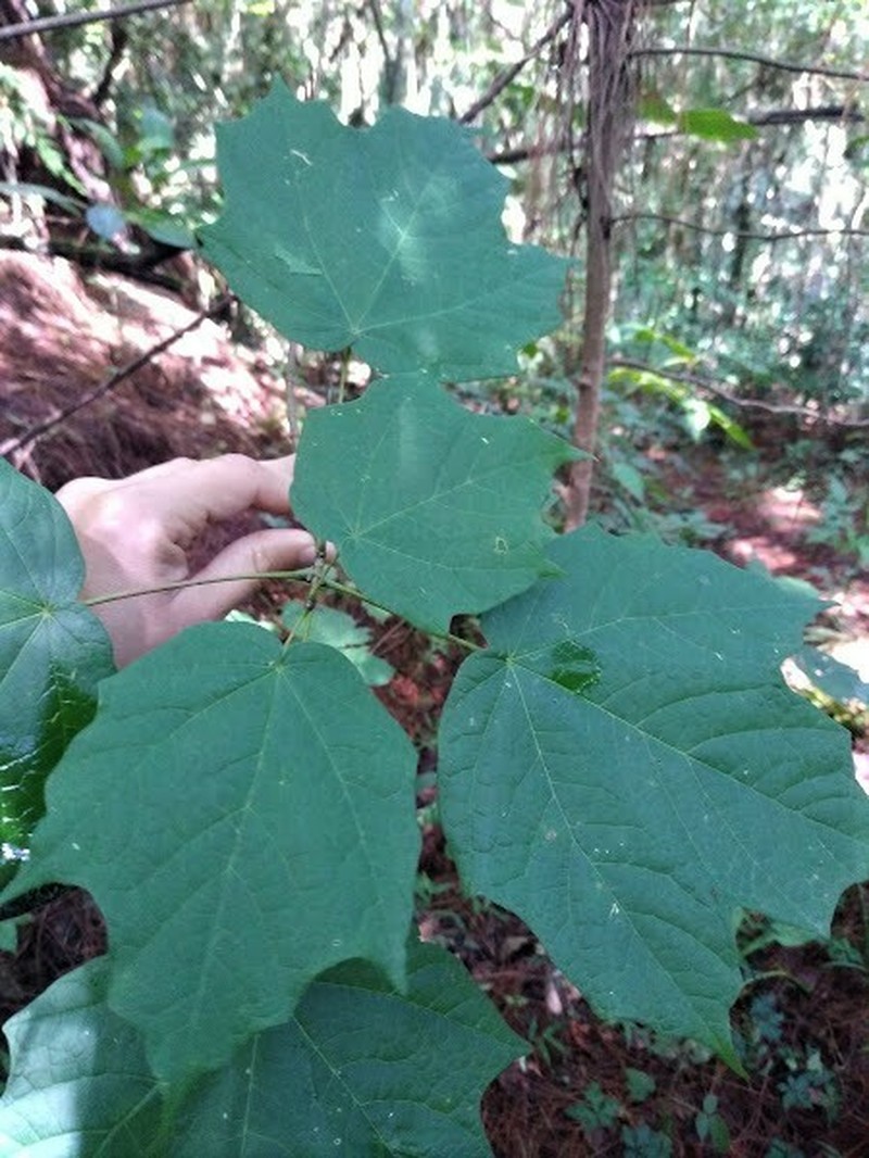 Acer skutchii photo 5