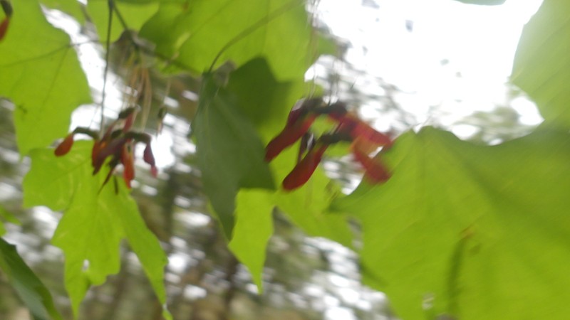 Acer skutchii photo 6