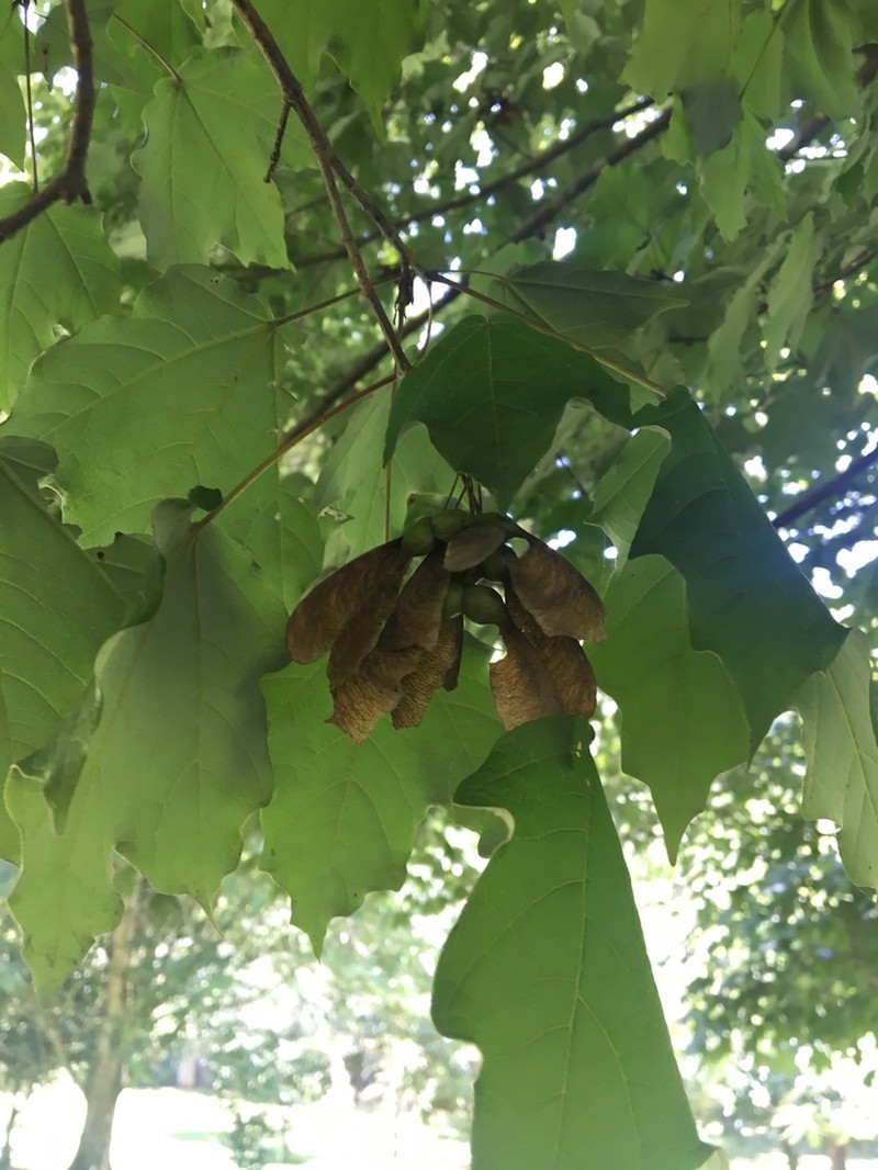 Acer skutchii photo 7