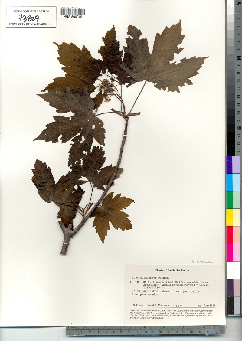 Acer sosnowskyi