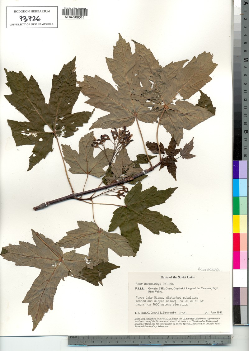 Acer sosnowskyi photo 2