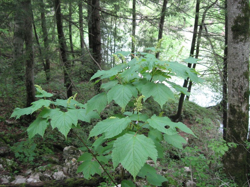 Mountain Maple photo 3
