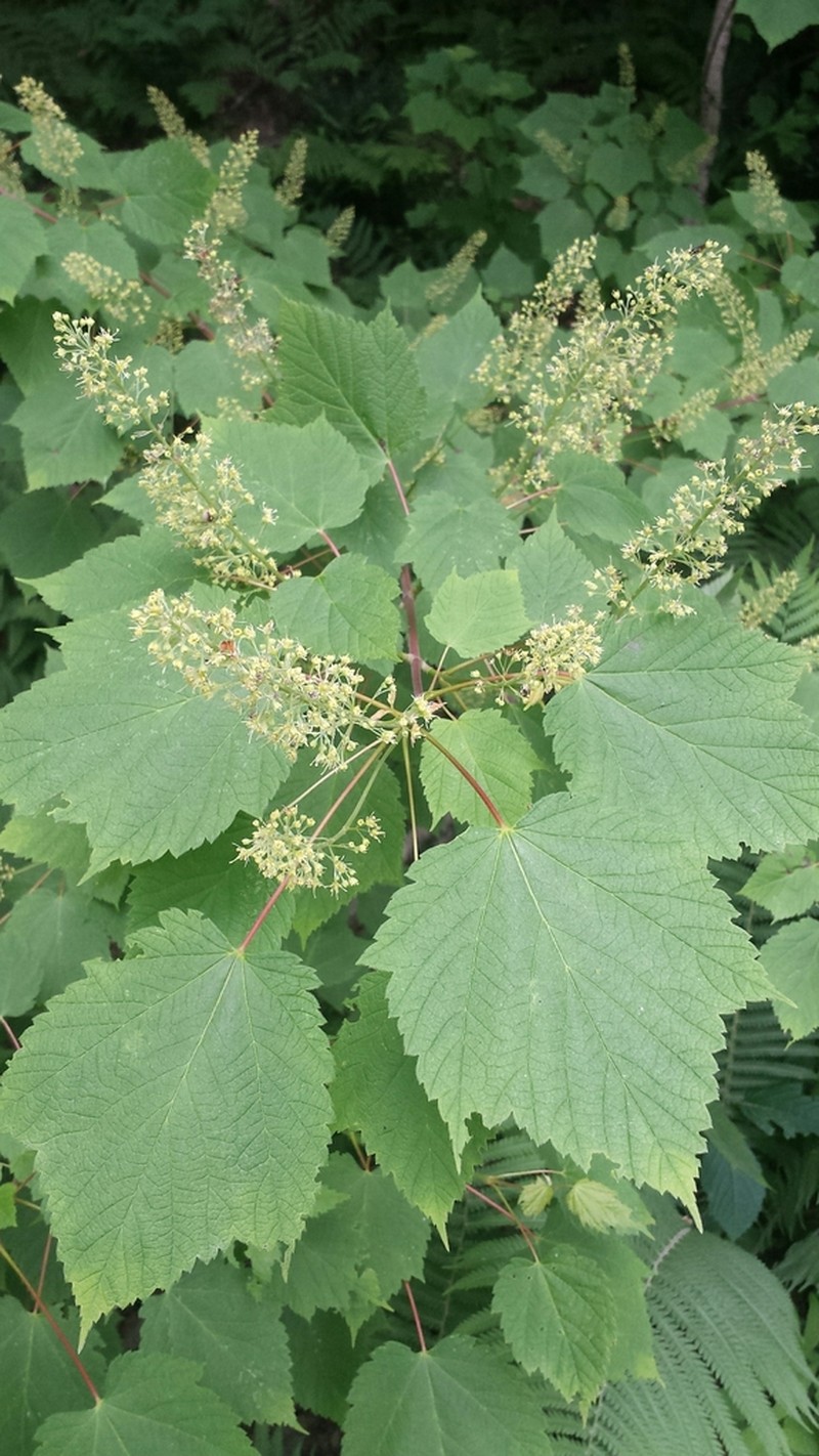 Mountain Maple photo 4