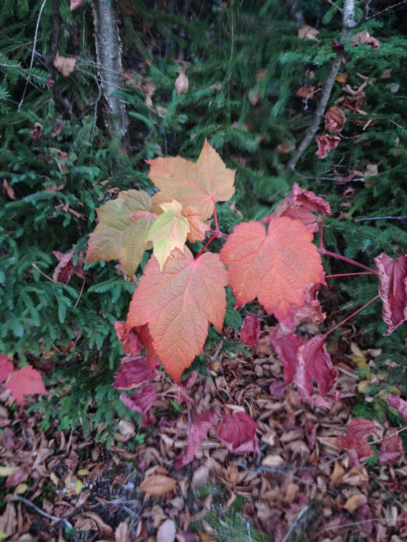 Mountain Maple photo 5