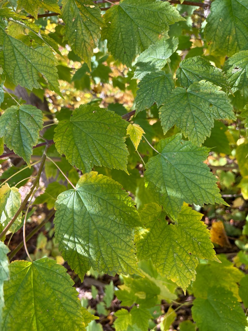 Mountain Maple photo 6