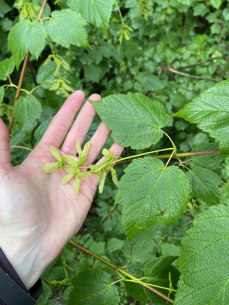 Mountain Maple photo 7