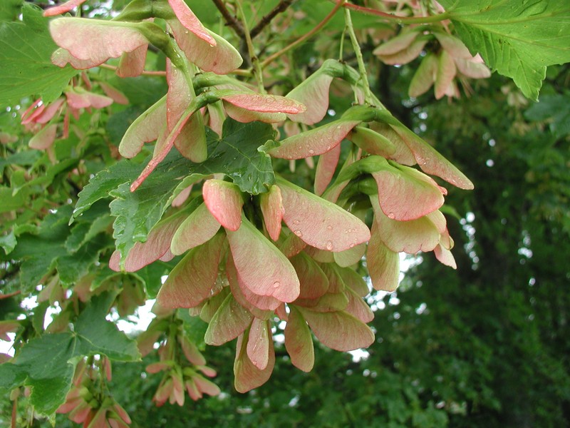 Acer stachyophyllum