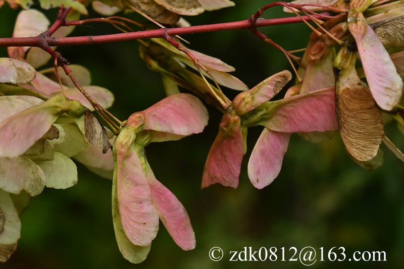 Acer stachyophyllum photo 2