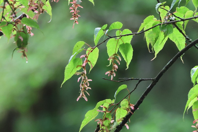 Acer stachyophyllum photo 3