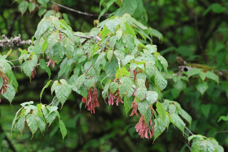 Acer stachyophyllum photo 4