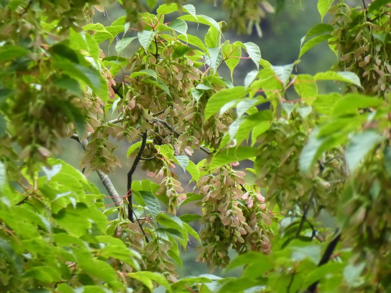 Acer stachyophyllum photo 5