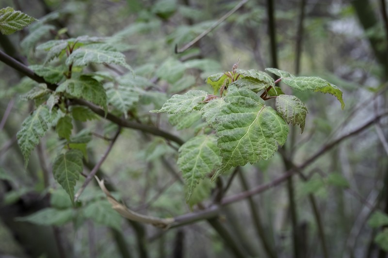 Acer stachyophyllum photo 6