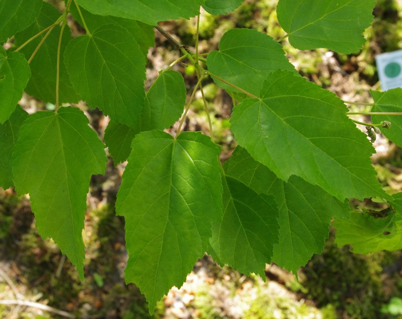 Acer stachyophyllum photo 7