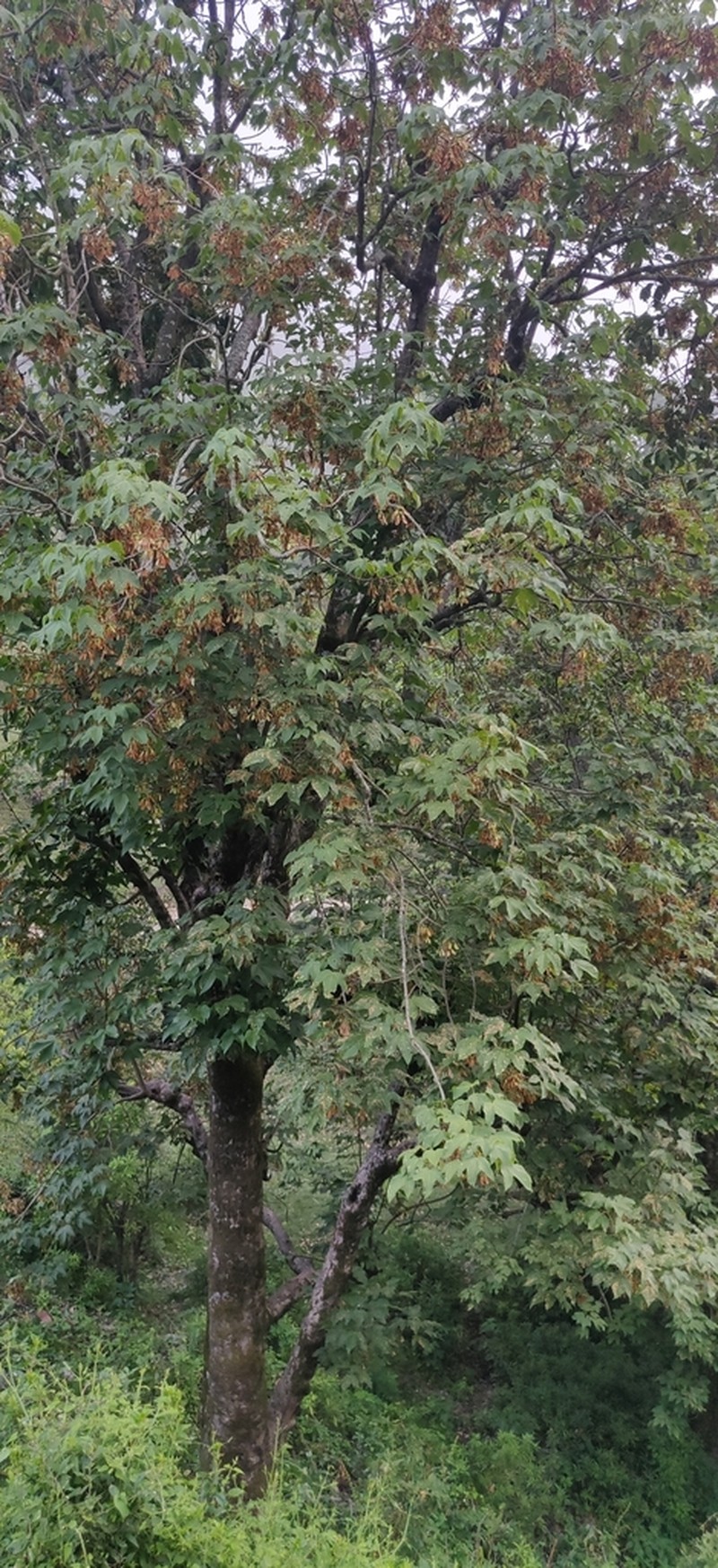 Acer sterculiaceum photo 2