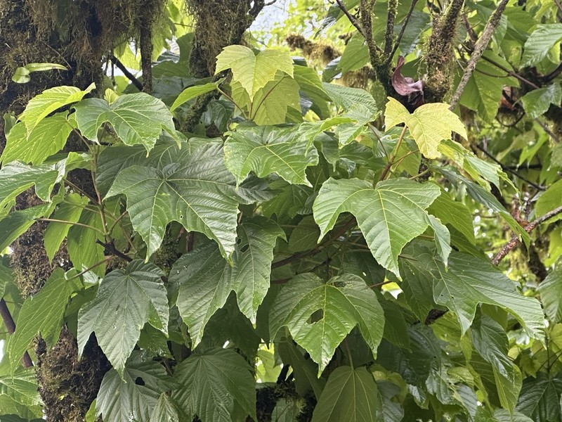 Acer sterculiaceum photo 3