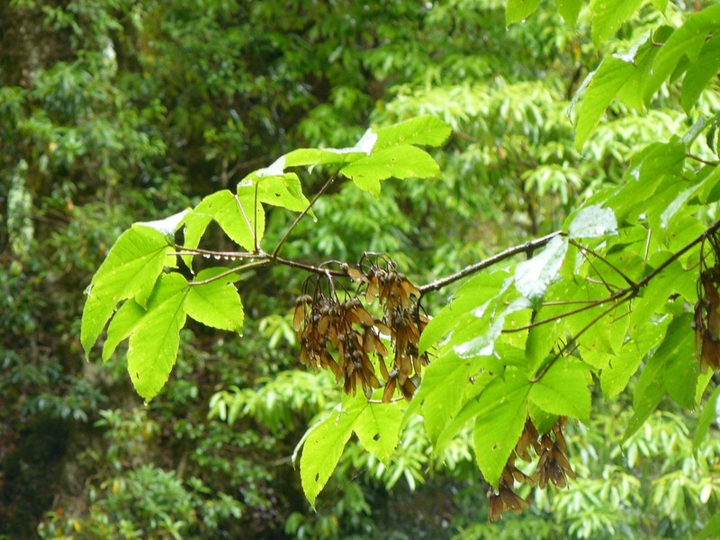 Acer sterculiaceum photo 5