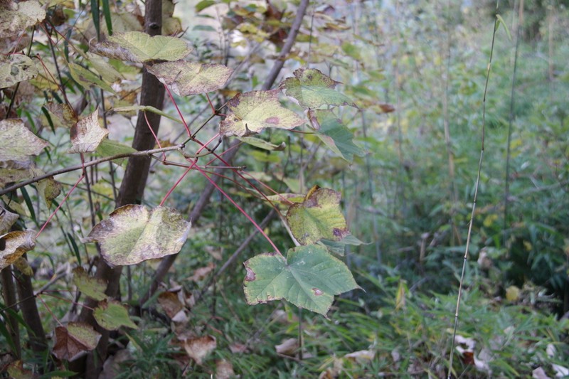 Acer sterculiaceum photo 6