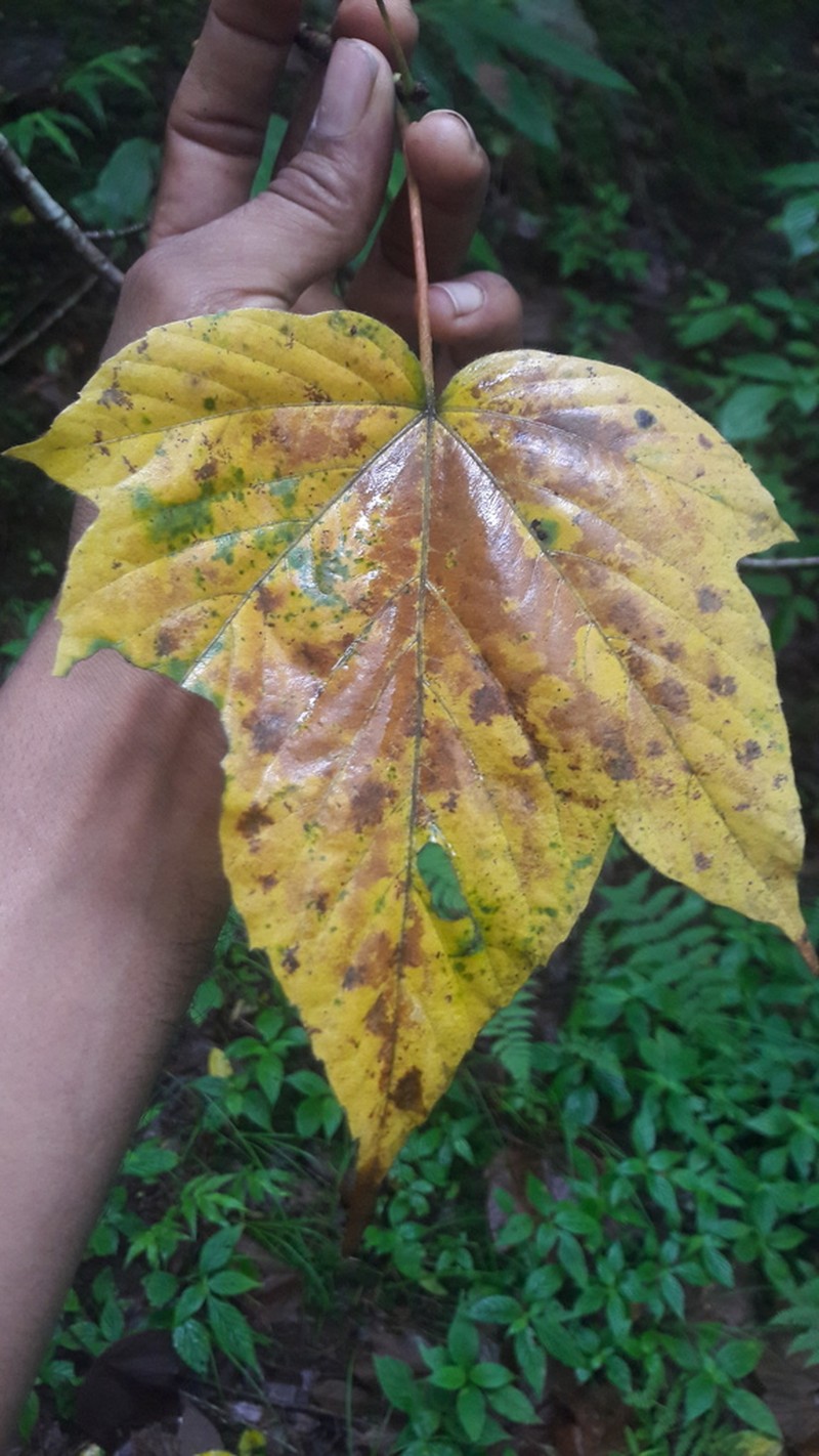 Acer sterculiaceum photo 7