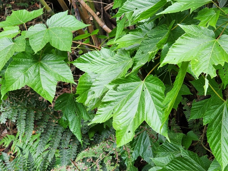 Acer sterculiaceum photo 8