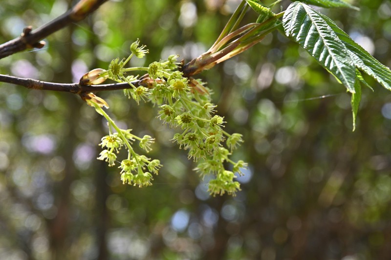 Acer sterculiaceum subsp. franchetii