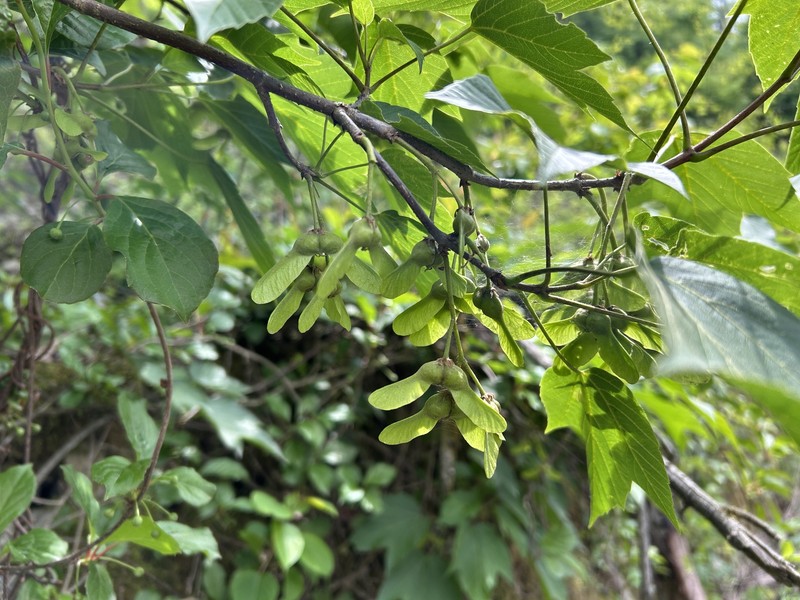 Acer sterculiaceum subsp. franchetii photo 2