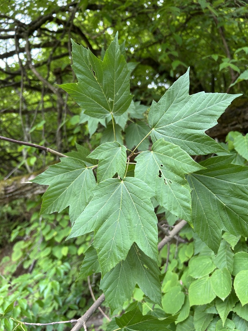 Acer sterculiaceum subsp. franchetii photo 3
