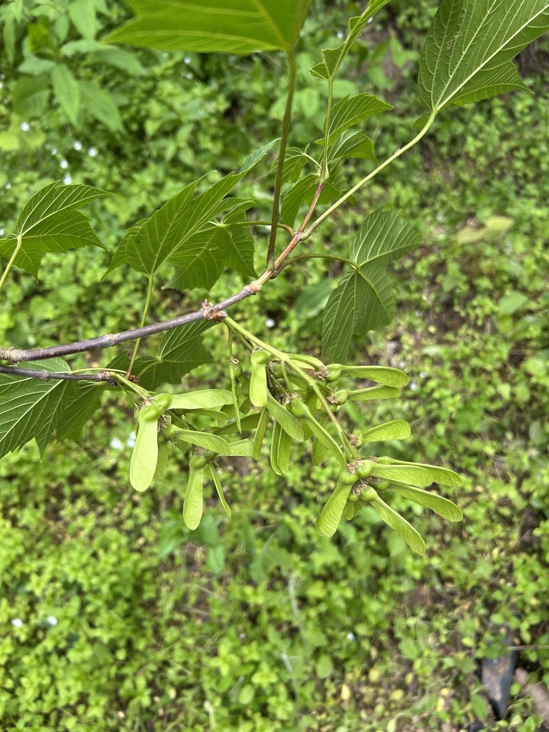 Acer sterculiaceum subsp. franchetii photo 4