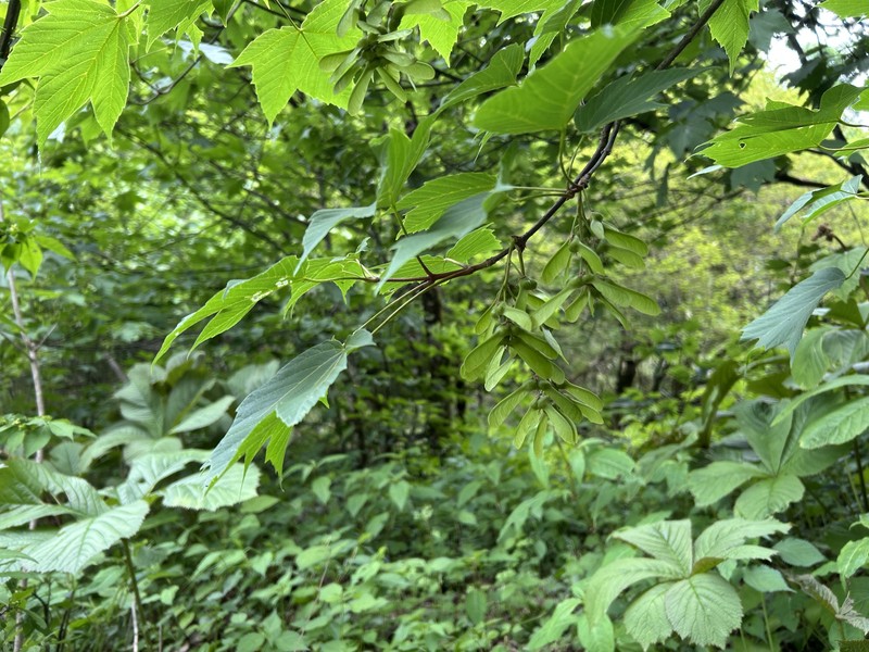 Acer sterculiaceum subsp. franchetii photo 5