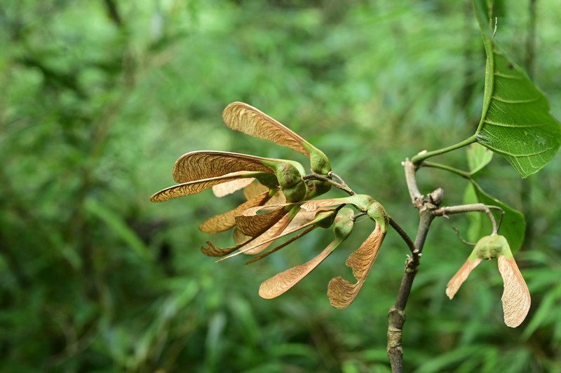 Acer sterculiaceum subsp. franchetii photo 6