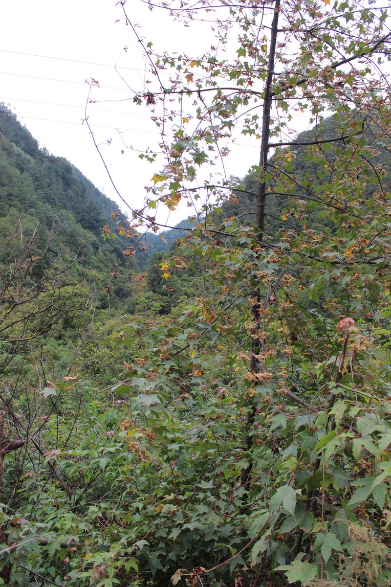 Acer sterculiaceum subsp. franchetii photo 7