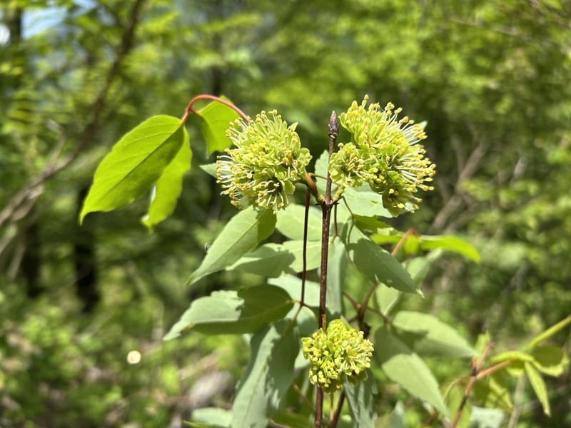 Acer sutchuenense