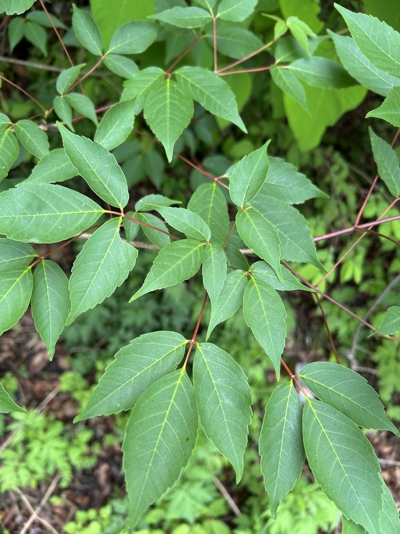 Acer sutchuenense photo 2