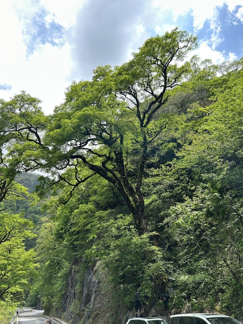 Acer sutchuenense photo 4