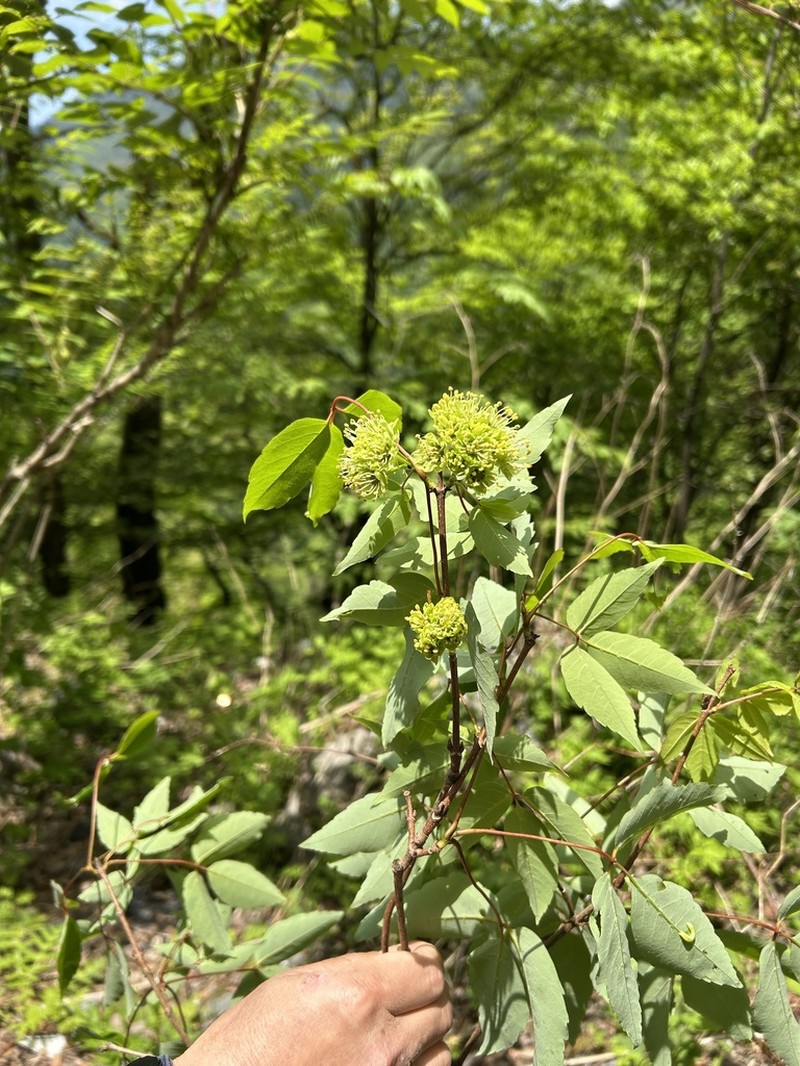 Acer sutchuenense photo 5