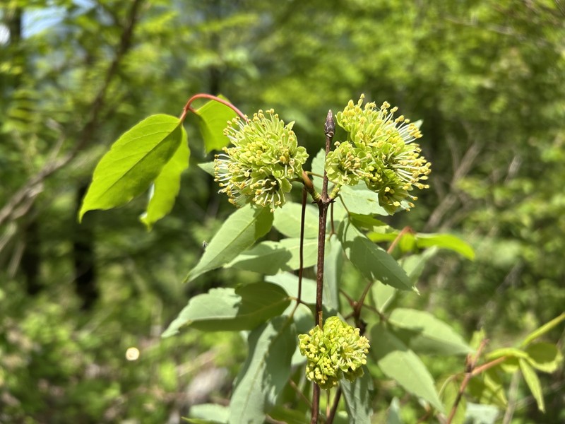 Acer sutchuenense photo 7
