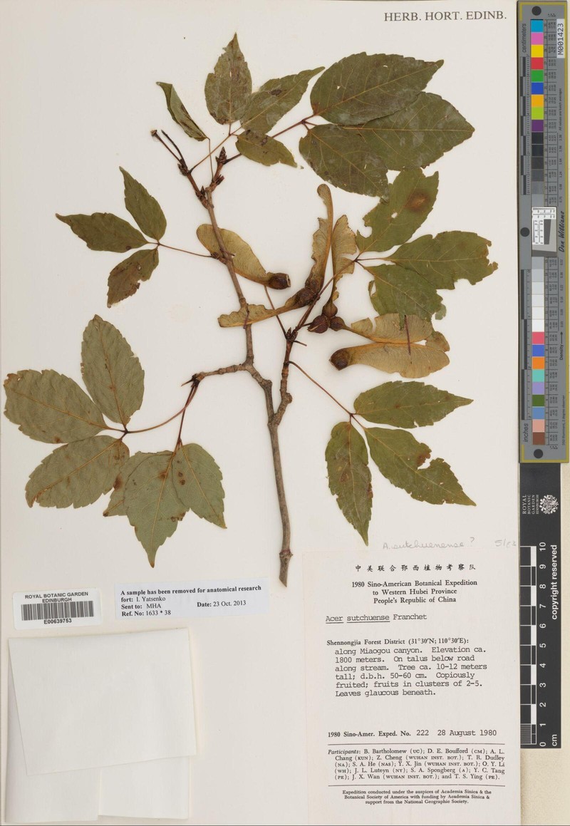 Acer sutchuenense photo 2