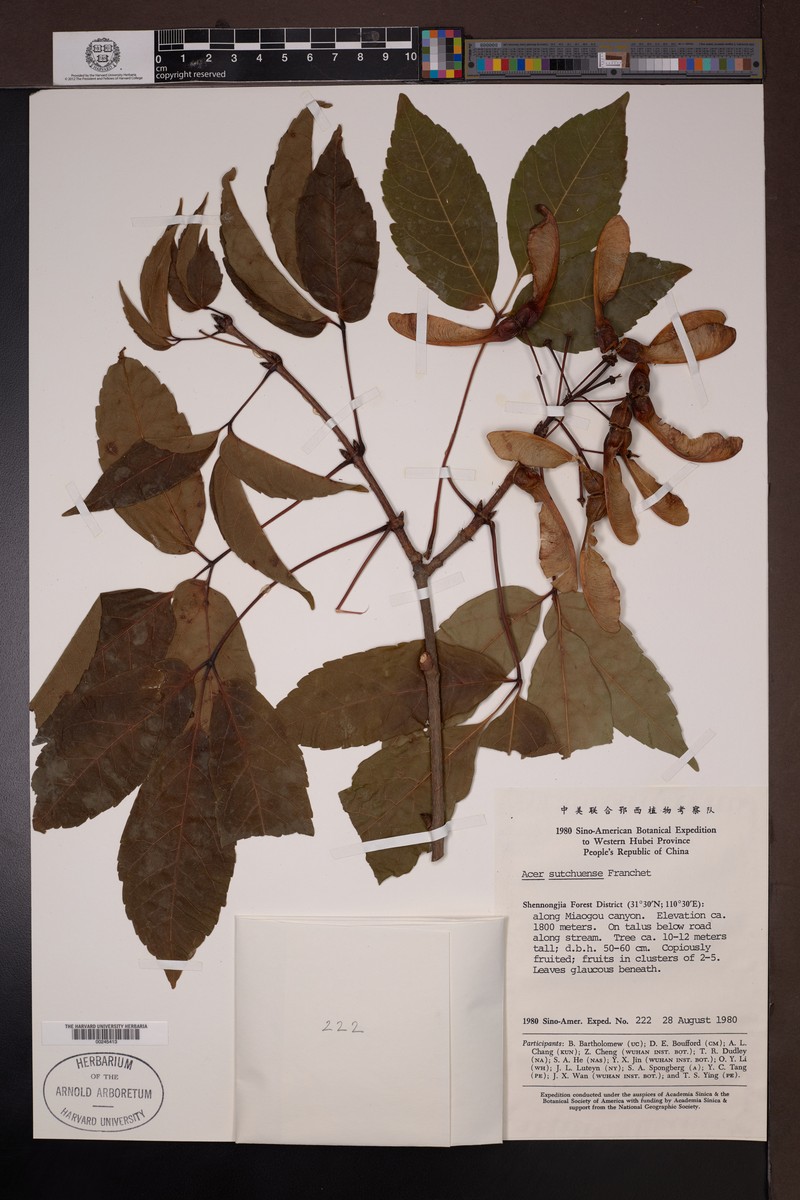 Acer sutchuenense photo 3