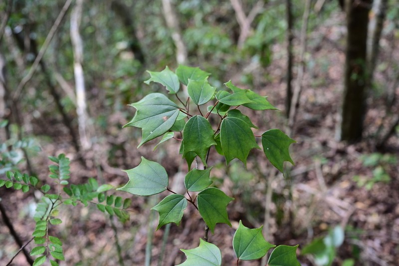 Acer sycopseoides photo 2