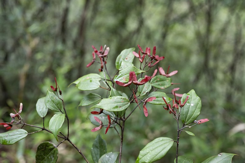 Acer sycopseoides photo 4