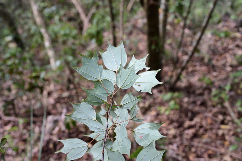 Acer sycopseoides photo 5