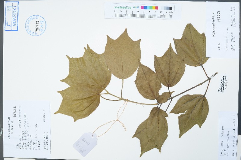 Acer sycopseoides photo 6