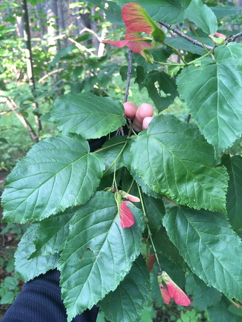 Tatarian Maple photo 7