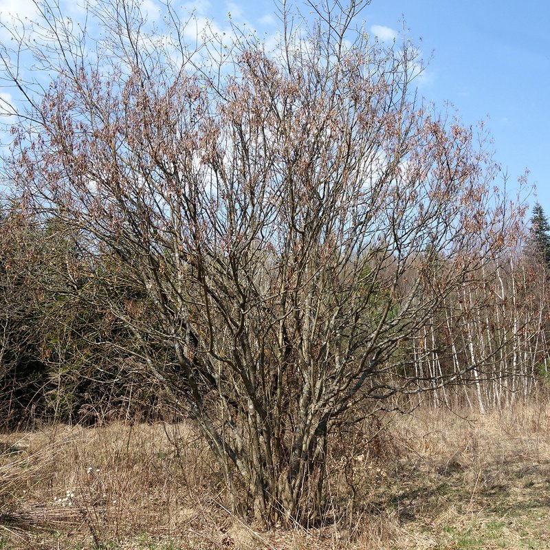 Tatarian Maple photo 2